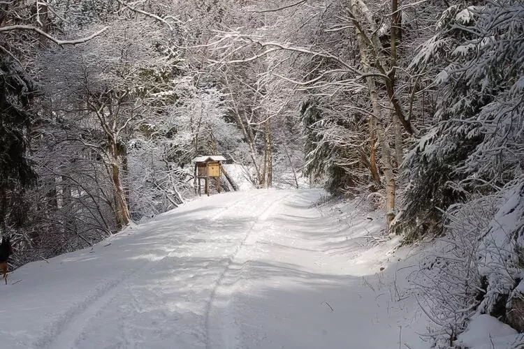 Ferienhaus in Hasselfelde - Haus 31 Blauvogel-Area winter 5km