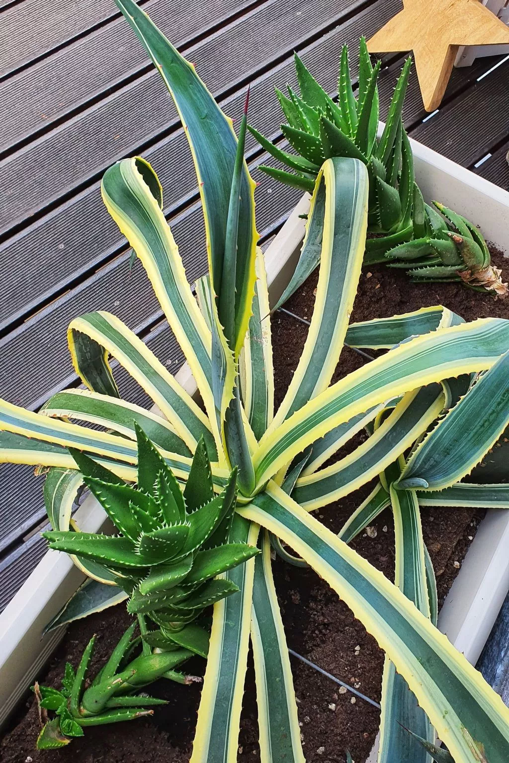 Orchidea-Image-tags.info