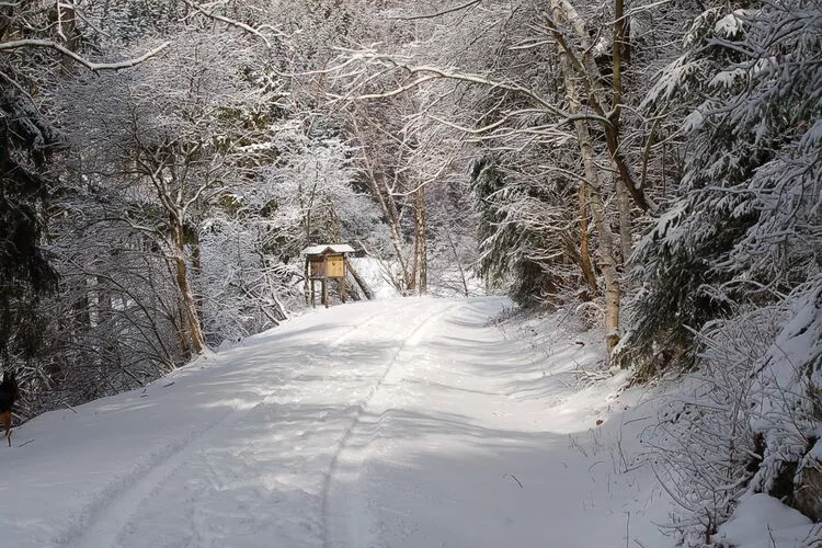 Ferienhaus in Hasselfelde - Haus 52 Blauvogel-Area winter 1km