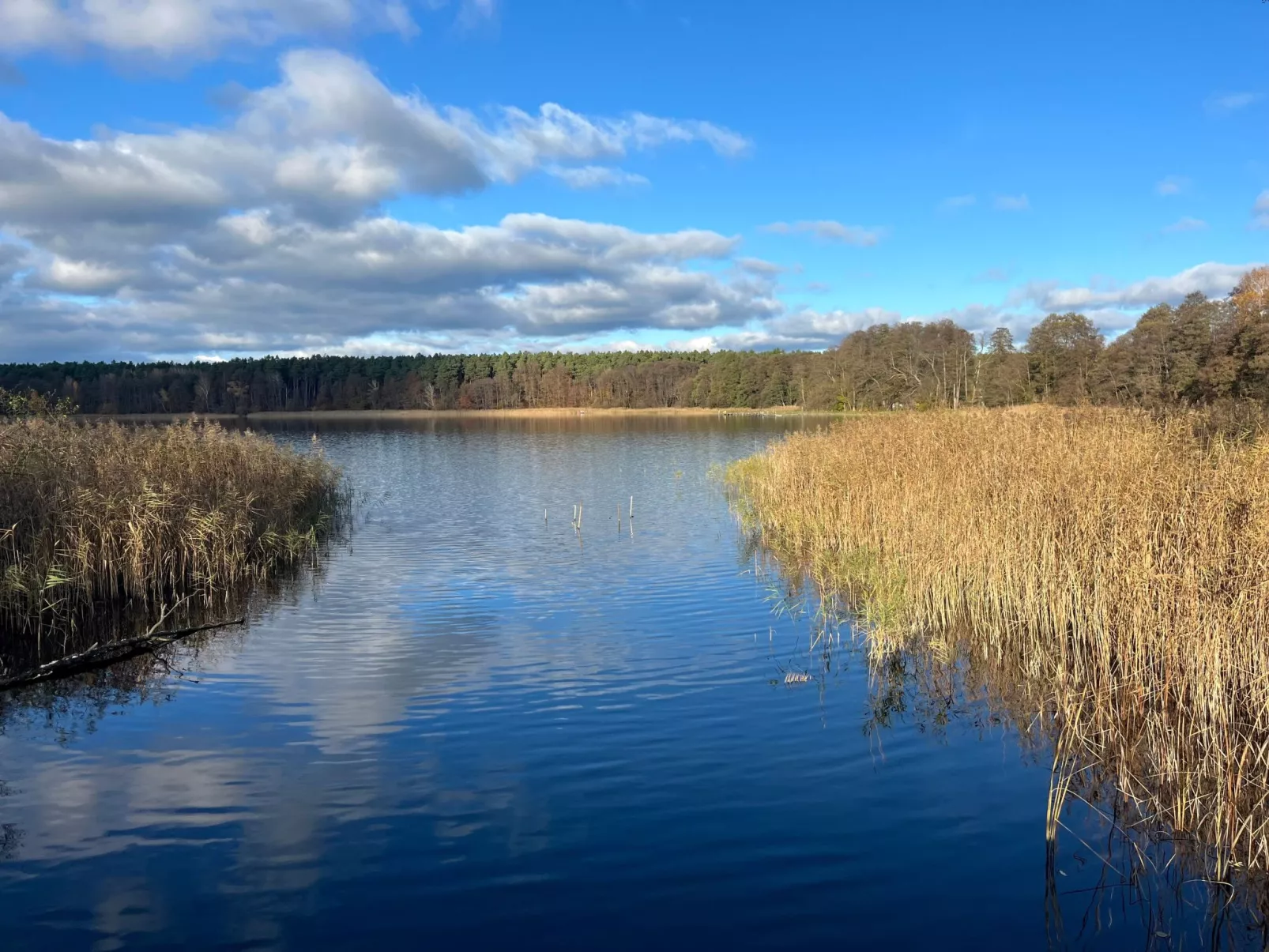 Spitzwegerich-Dehors