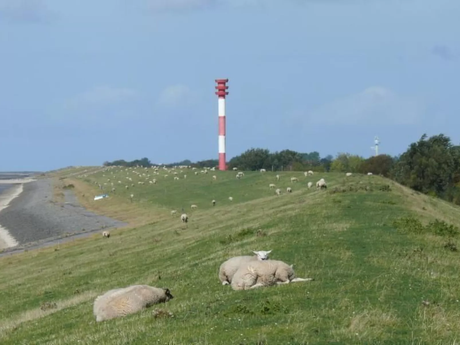 Eul in Butjadingen-Großwürden-Draußen