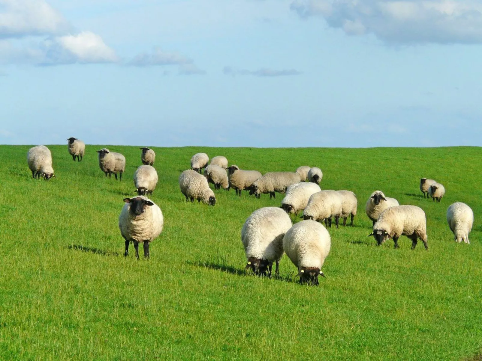 Friesenhof-Image-tags.info