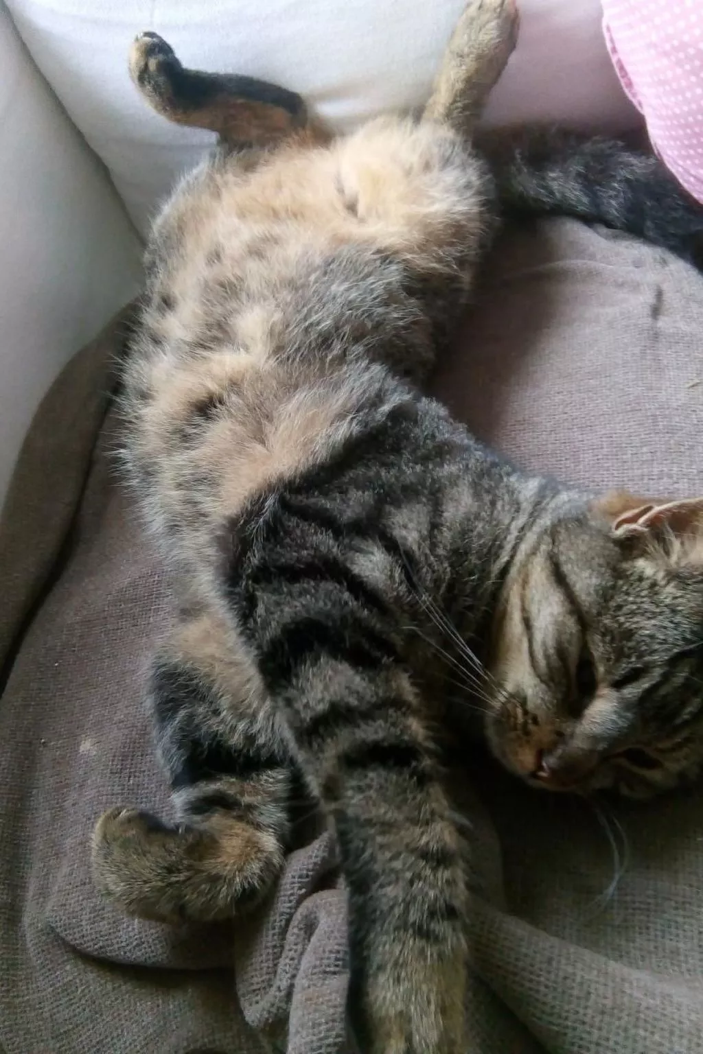 Perfekt-Image-tags.info