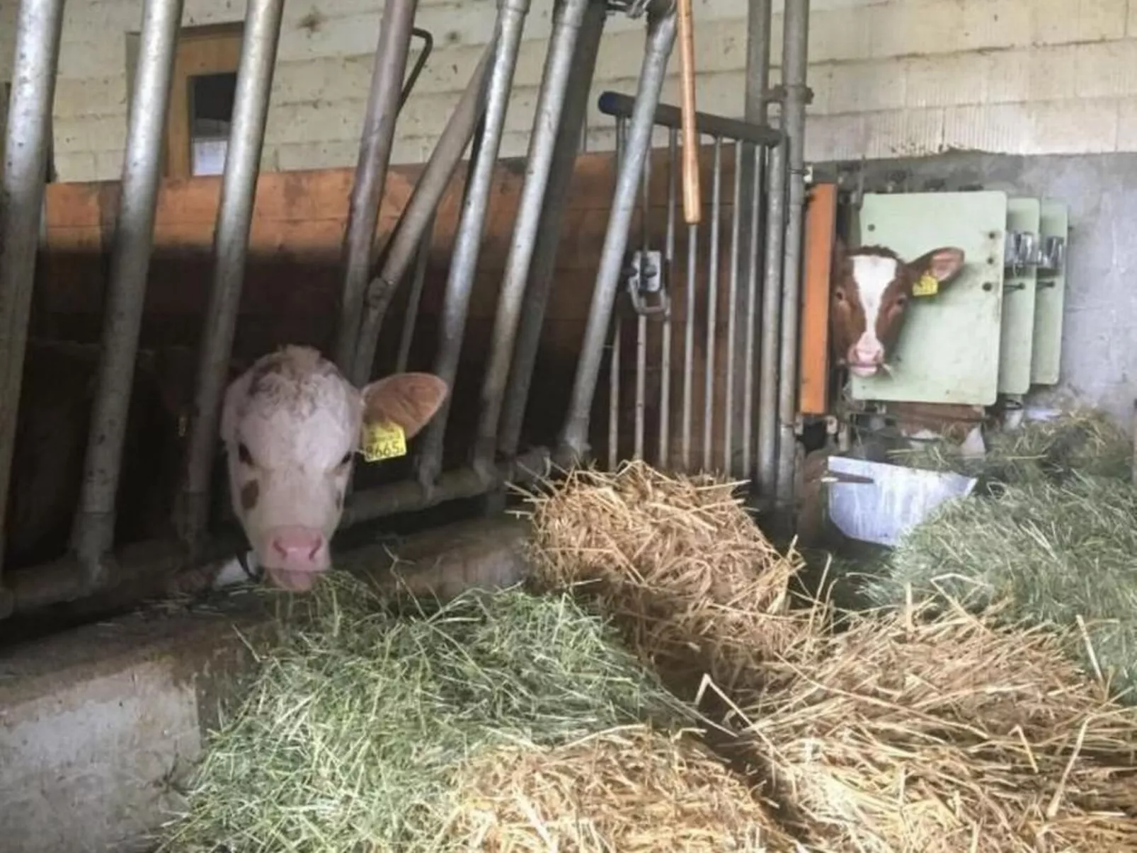 Steinern-Image-tags.info