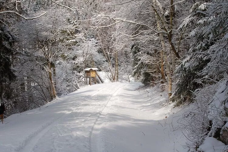 Ferienhaus in Hasselfelde - Haus 319 Auerhahn-Area winter 1km