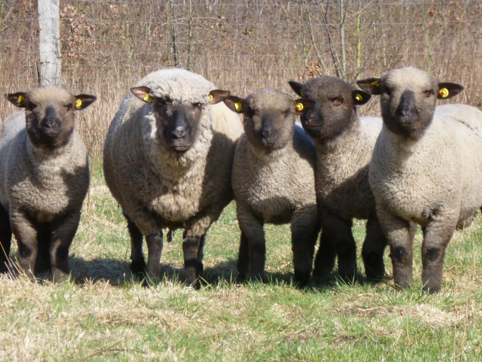Haus Siedschelje-Draußen