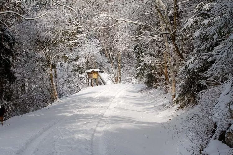 Ferienhaus in Hasselfelde - Haus 515 Auerhahn-Area winter 1km