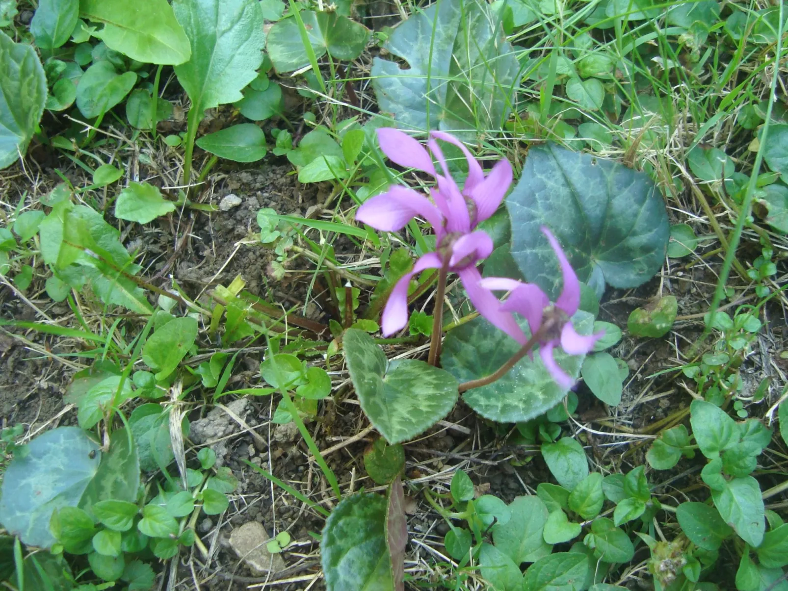 Mit Terrasse, Grill und Garten-Outside