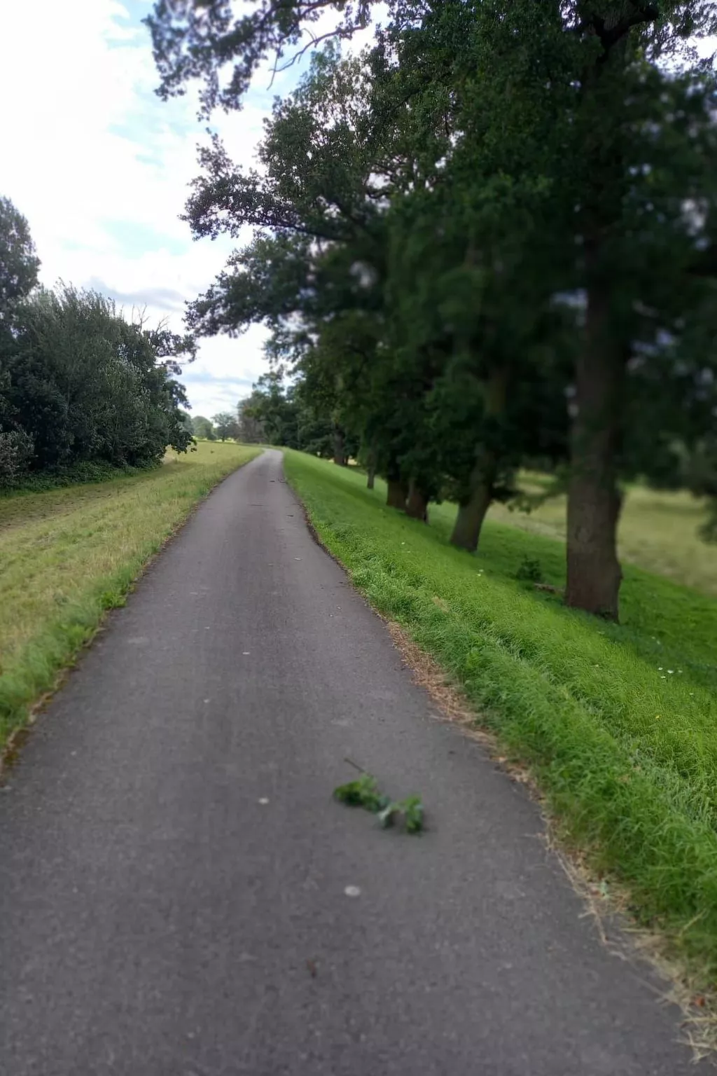Haus Elbrose inmitten von Rosen mit Elbdeichzugang-Dehors