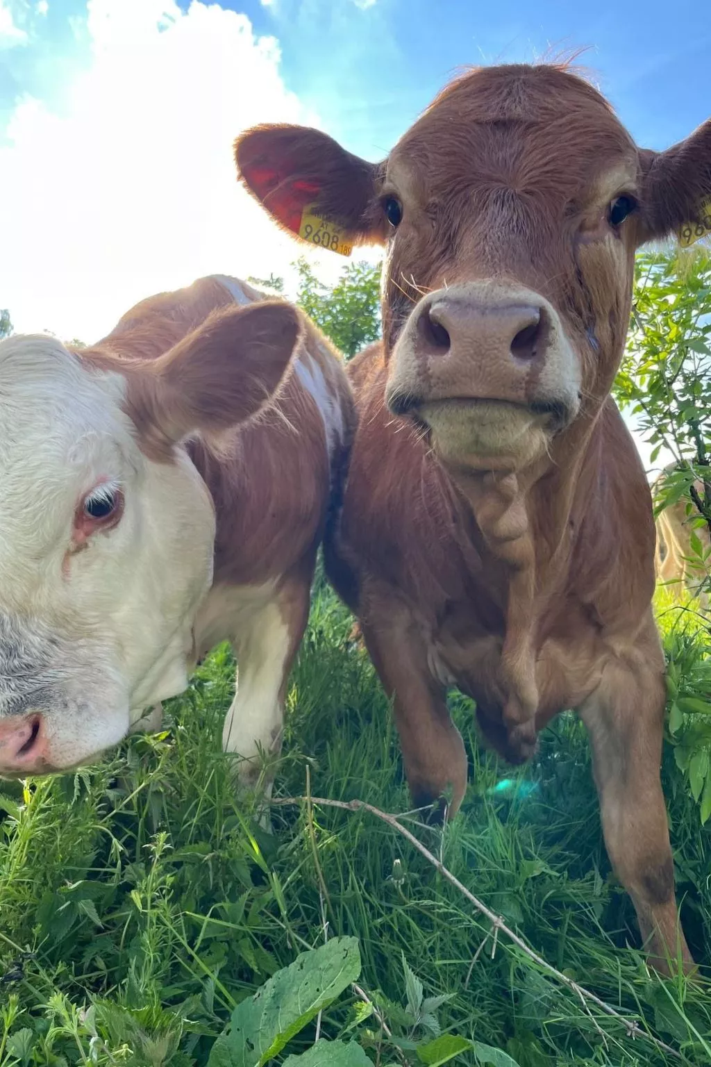 Wandlhof Ferienwohng-Image-tags.info