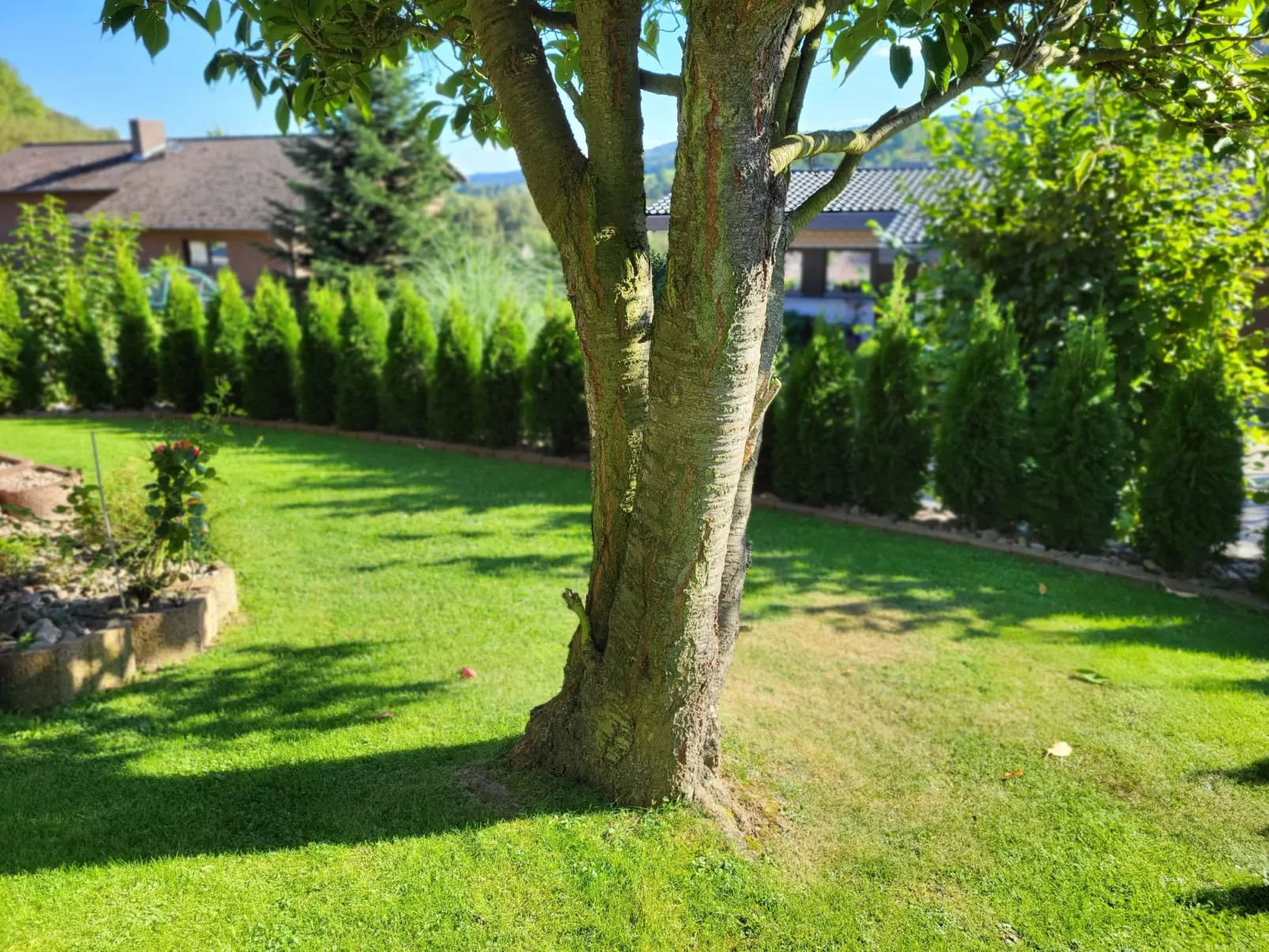 Apartment mit Hund-Draußen