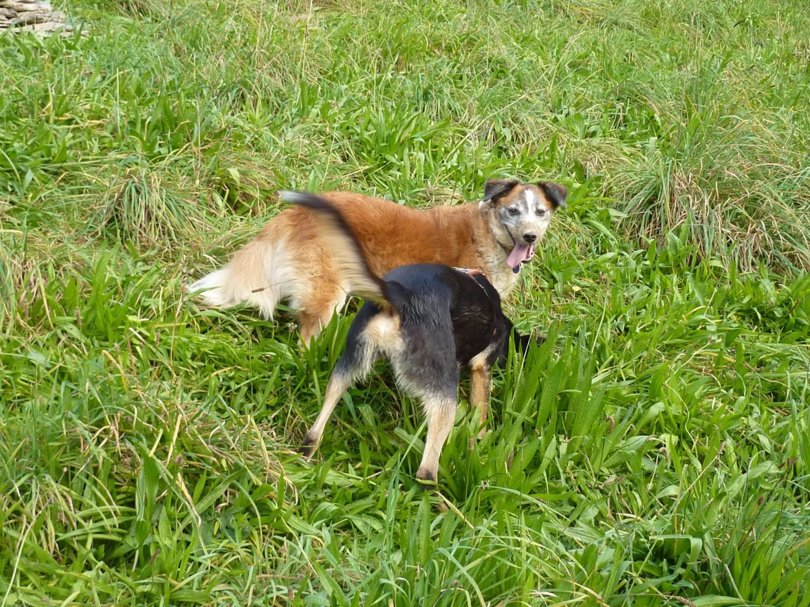Holz-Blockhaus für vier Personen mit Terrasse-Outside
