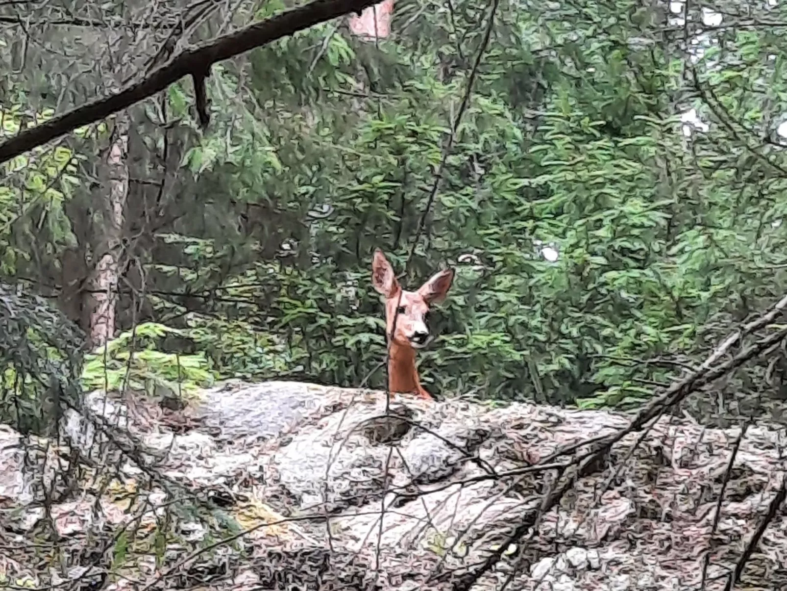 Bauernhaus-Wohnung bei Göta Älv in der Nähe von Göteborg - Outside