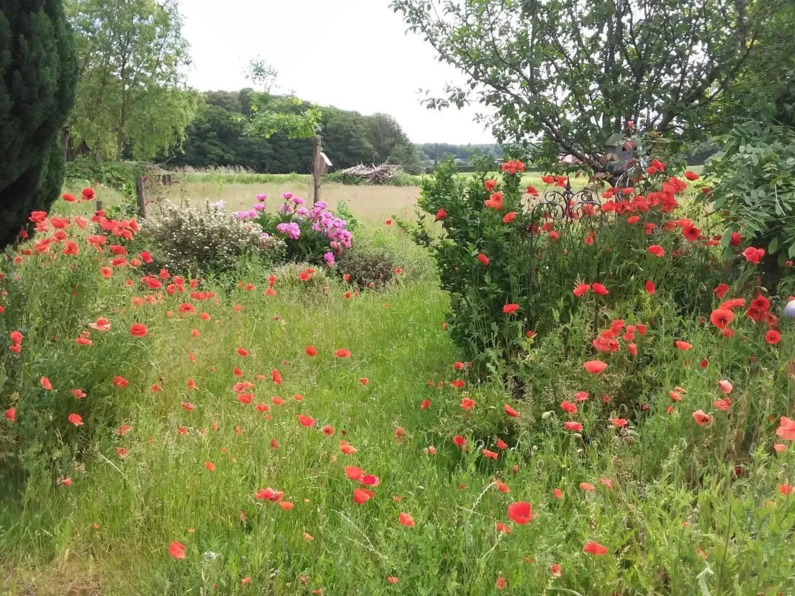 Schmetterling-Outside