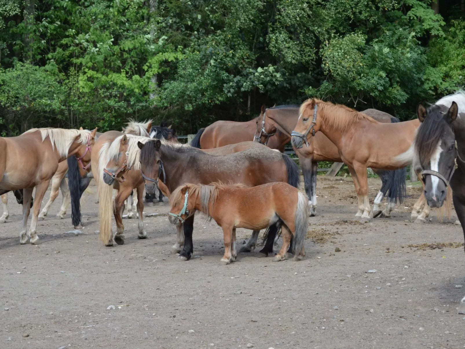 Auf einem Reiterhof-Draußen