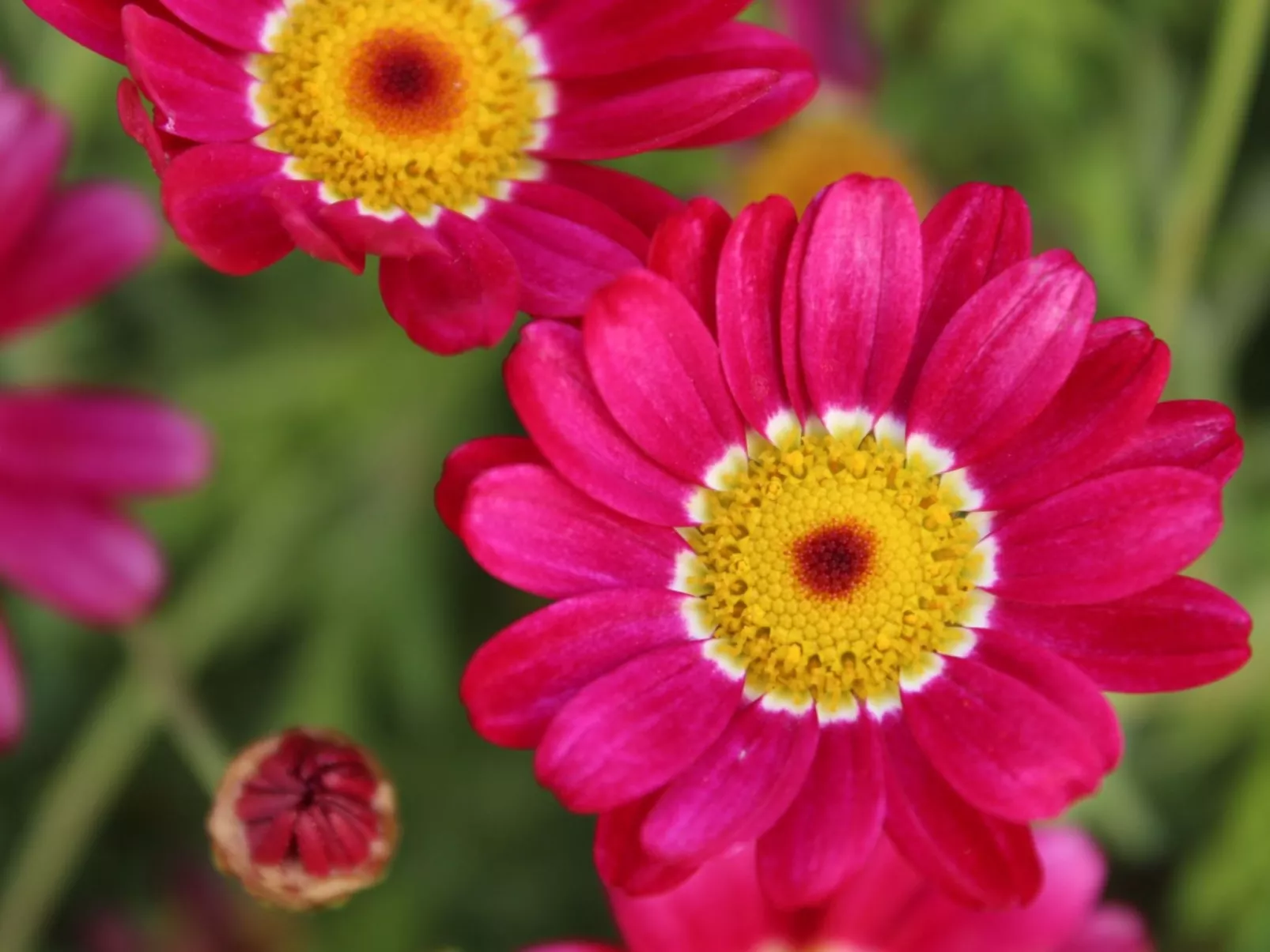 Beheiztes Schwimmbad, Familienappartement mit Meerblick-Dehors