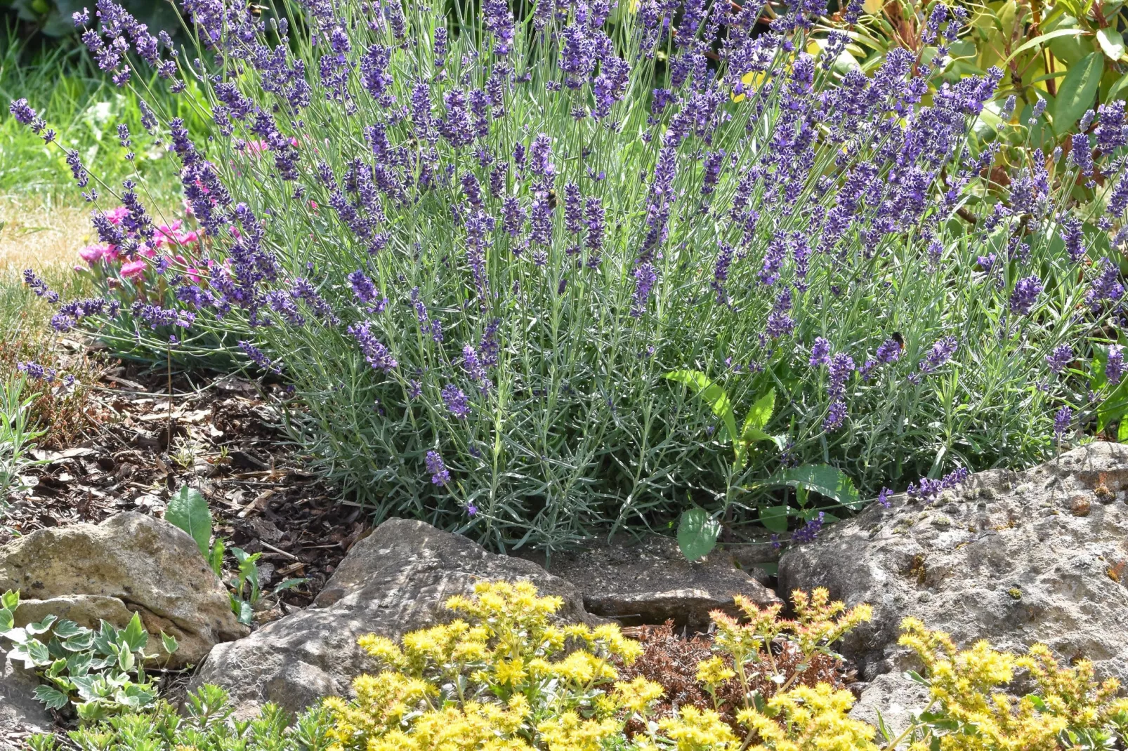 Ferienhaus Magma 2 Personen-Gardens summer