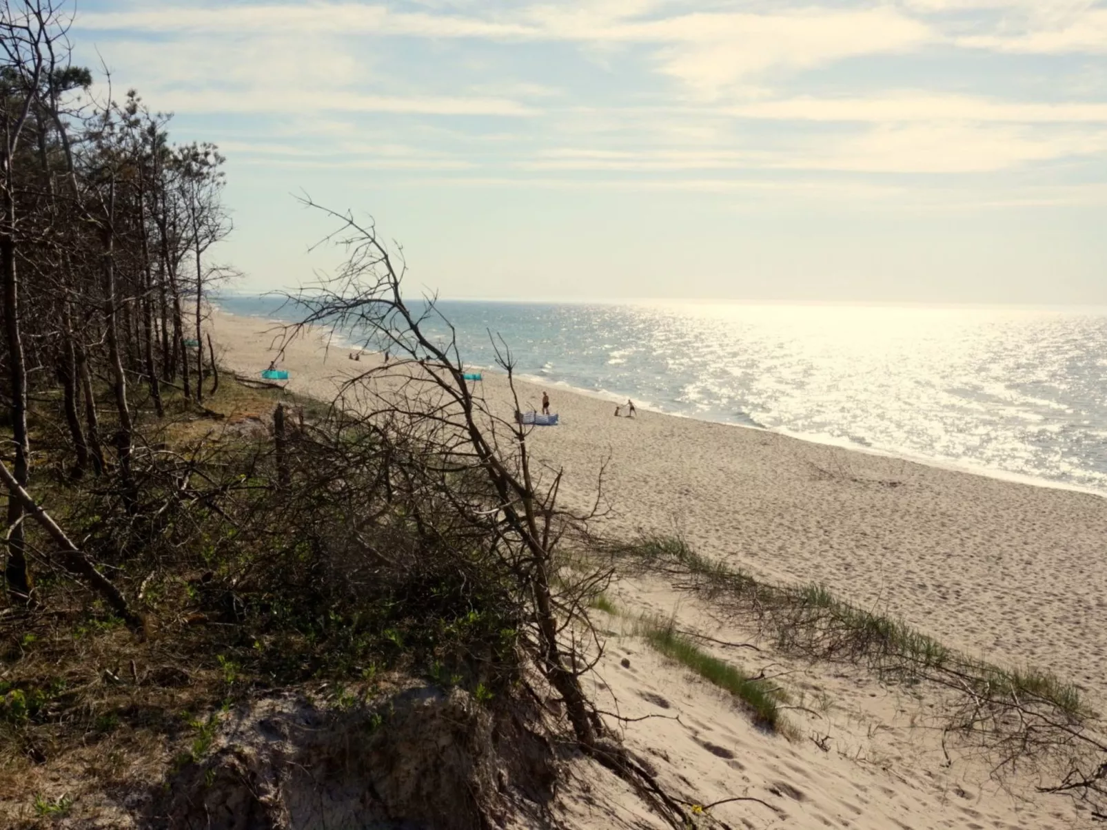 "Paradise Star Bobolin"-Outside