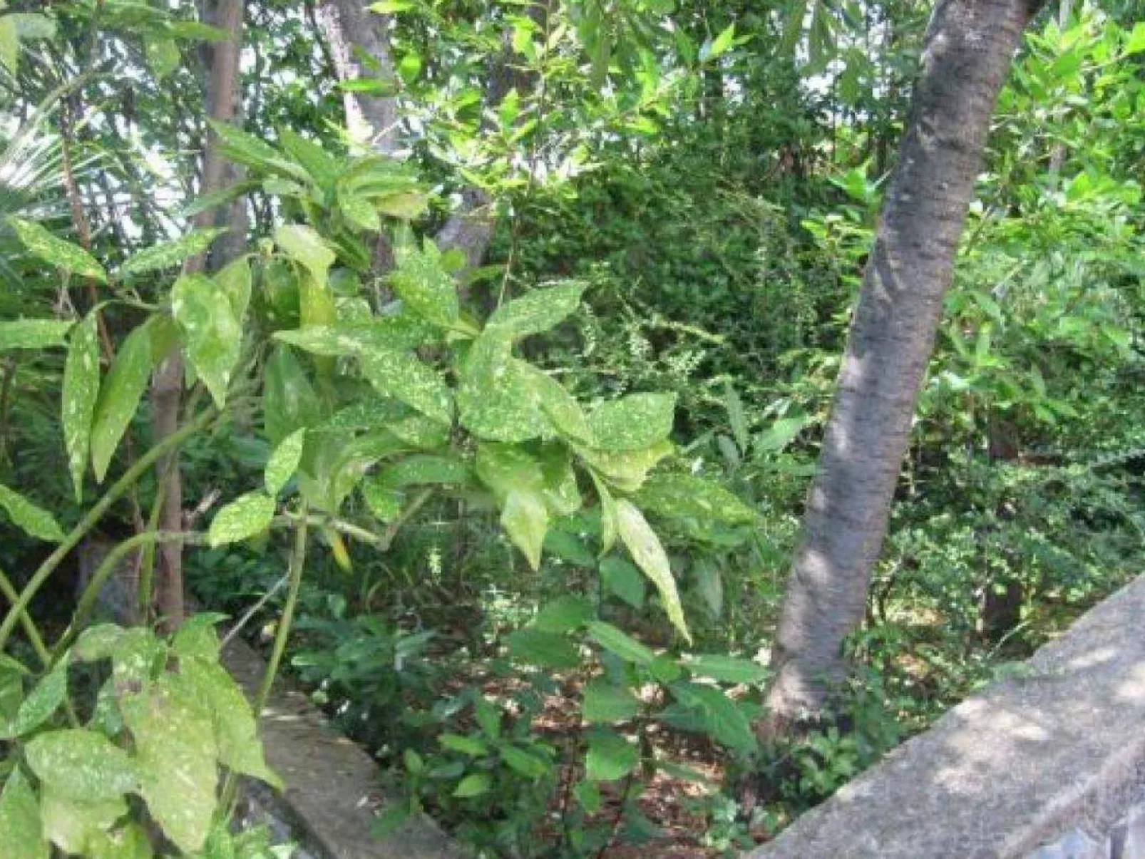 Appartement in Dramalj mit Terrasse-Dehors