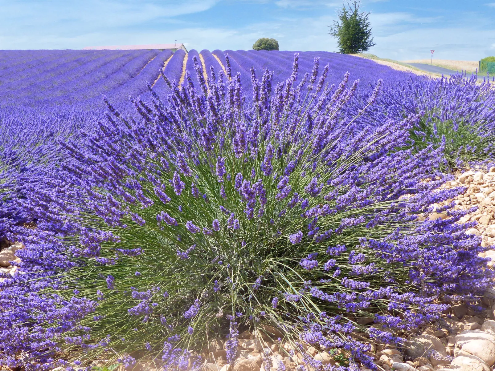 "Limounie" mit Terrasse-Area