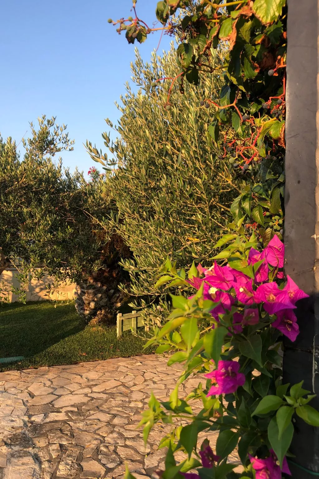 Villa Olive Grove-Outside