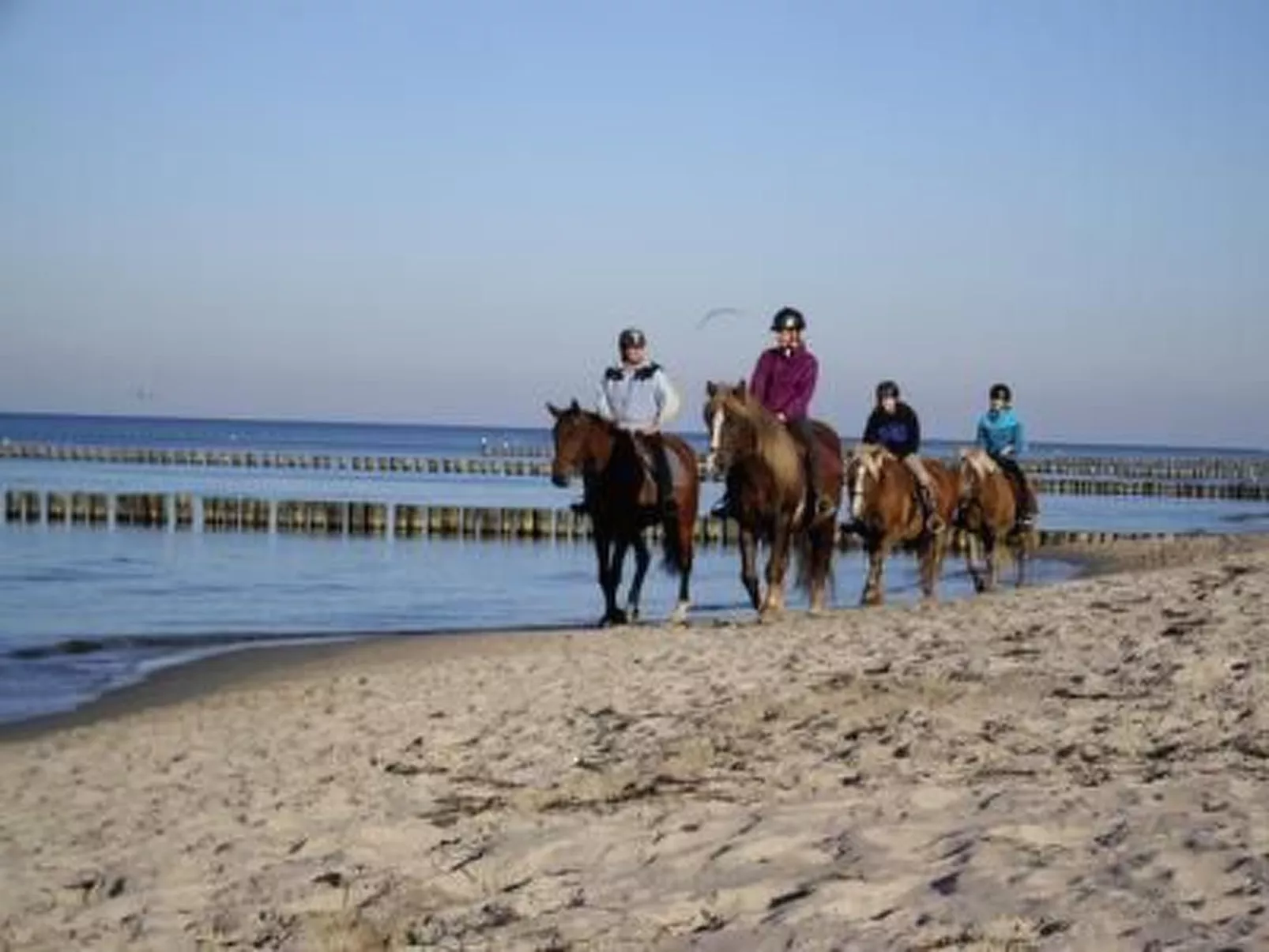 Amsel und Drossel-Dehors