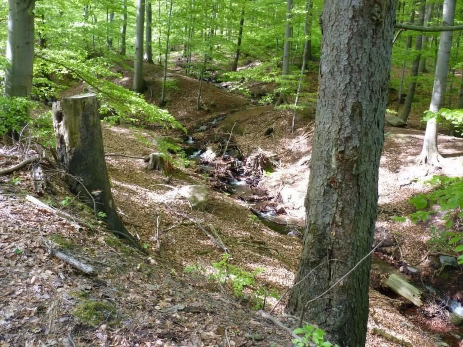 Gemütliches Appartement in Ottenhai mit Grill-Image-tags.info