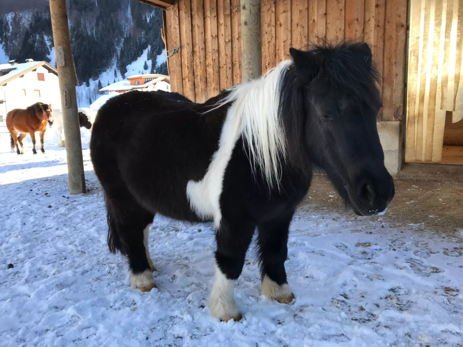 Pony-Ziegen-Hasen-Ranch in Bichlbach-Outside