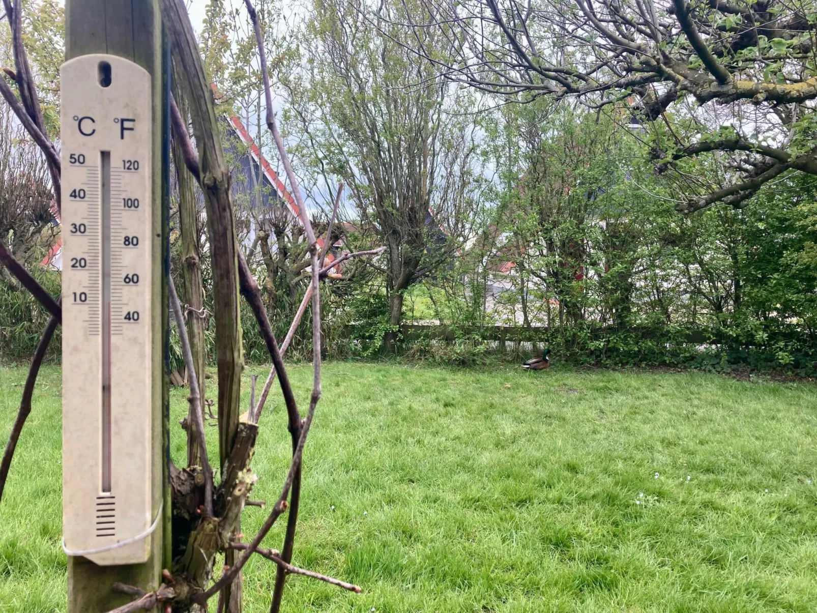 182 De Druif-Draußen