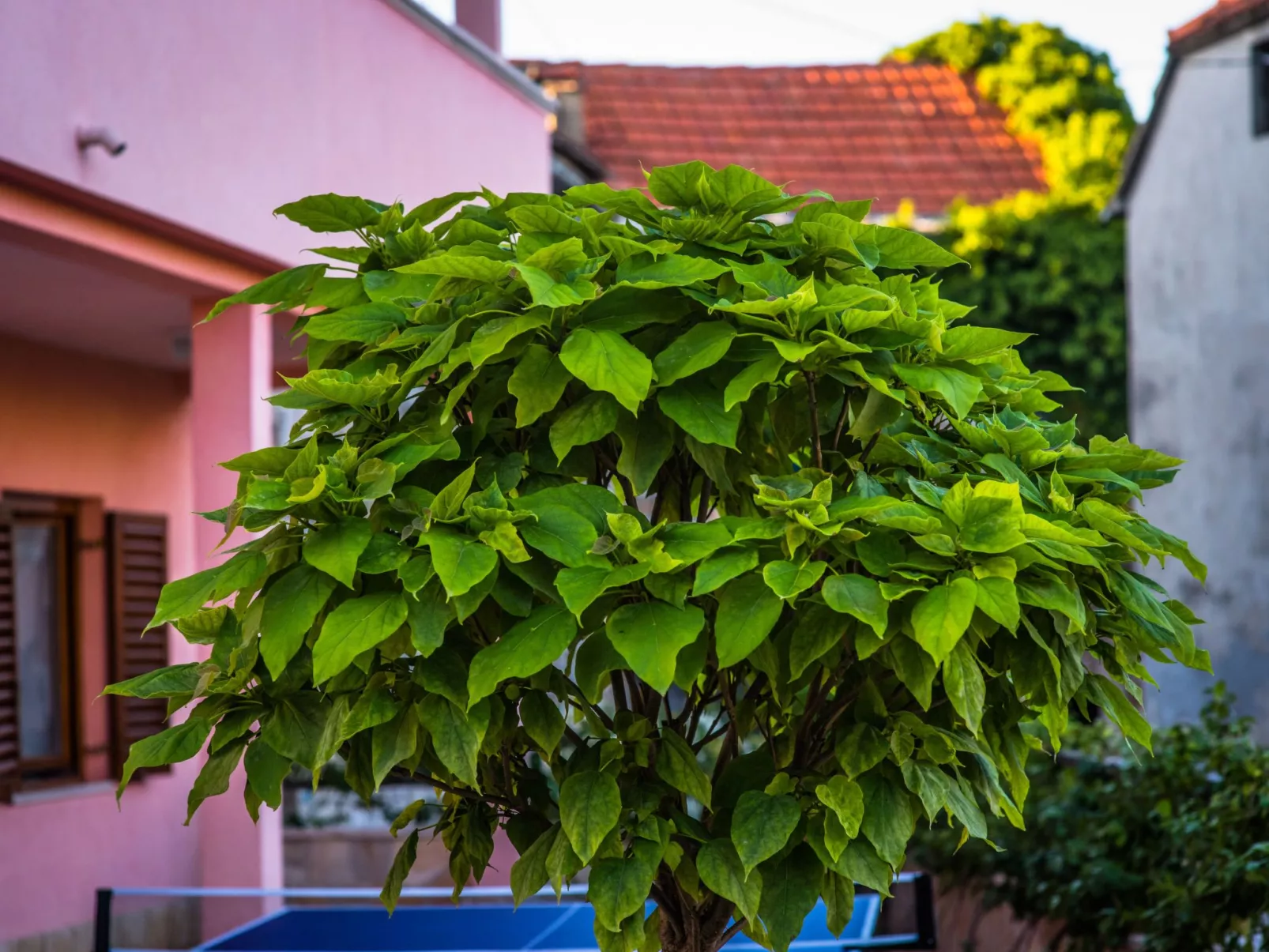 Haus in Grubine mit Außenpool-Draußen