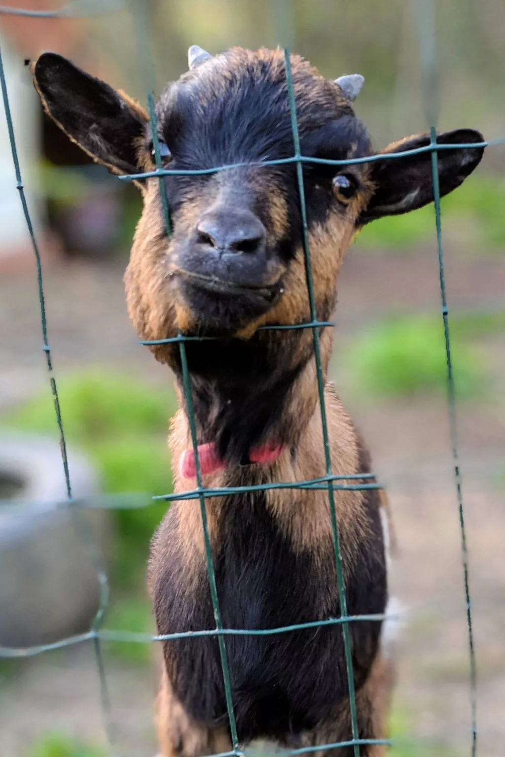 Landgut "La Vacherie" mit Terrasse-Image-tags.info