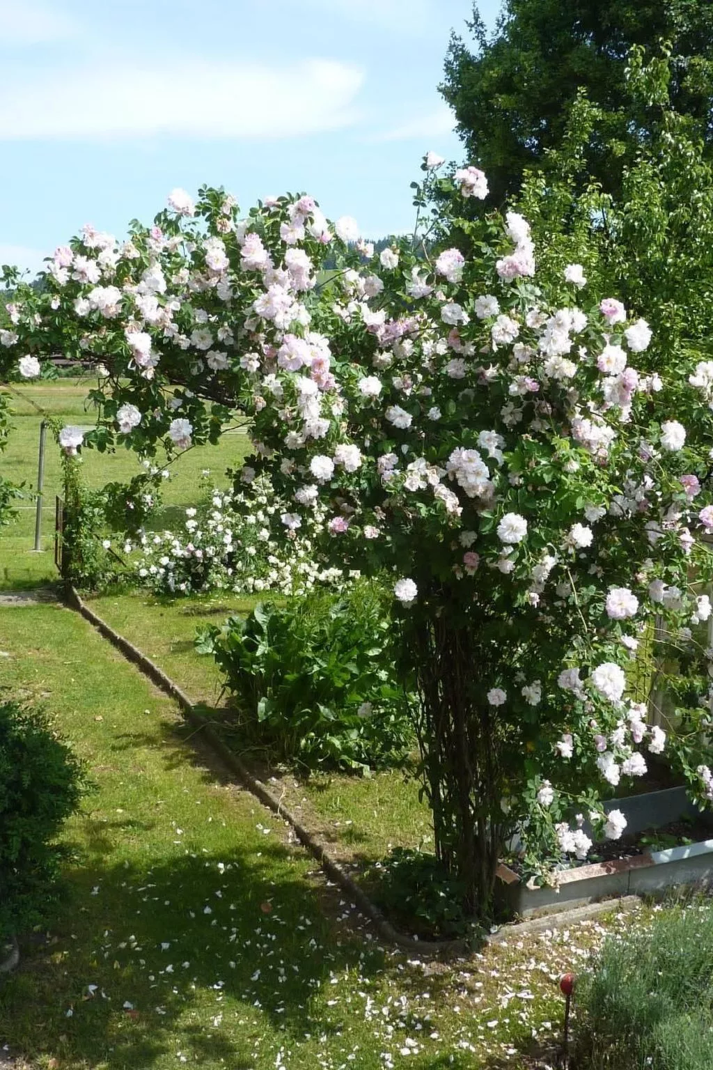 In Hasle-Rüegsau-Dehors