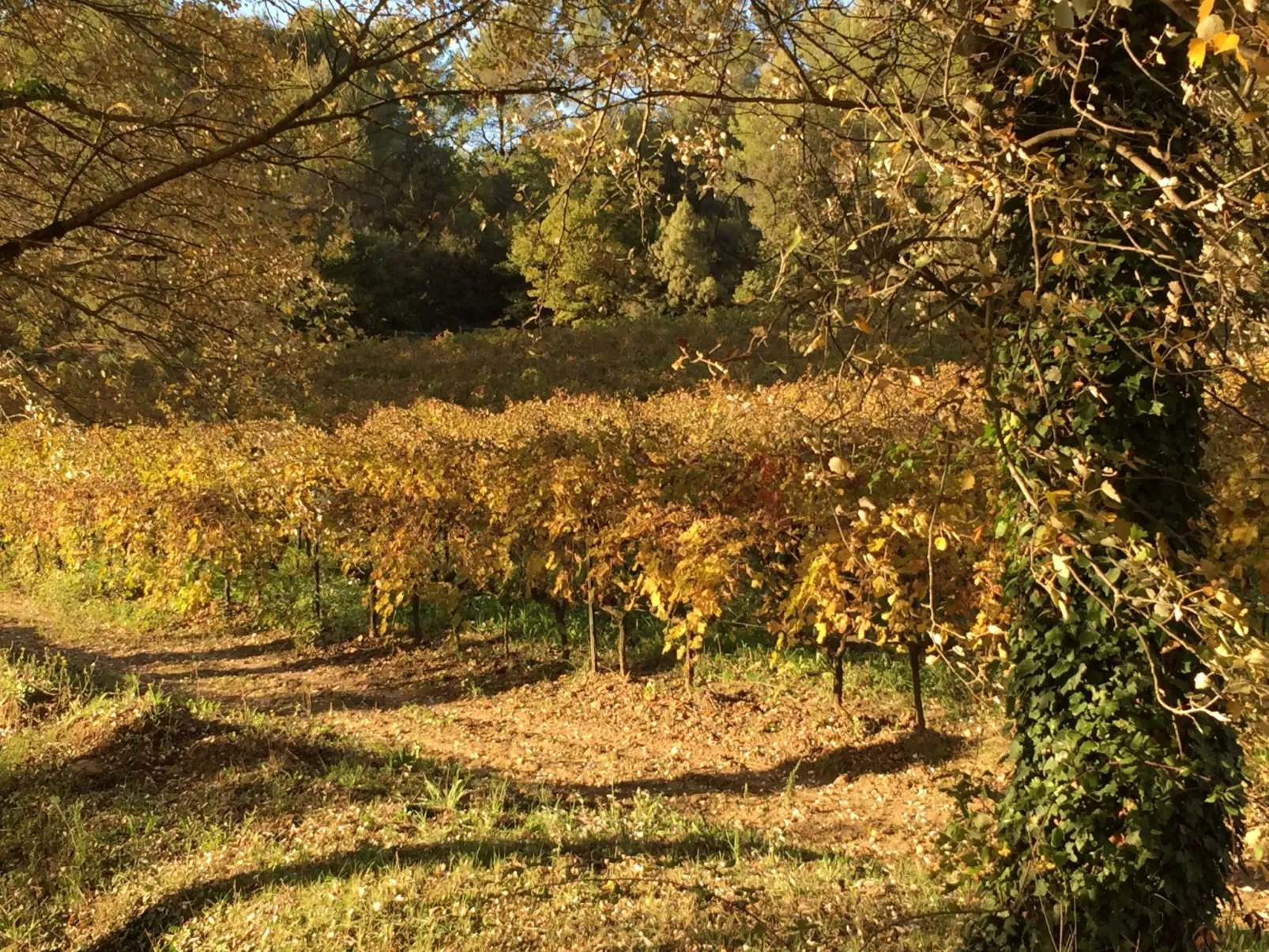 "Eutherpes Haus"-Draußen