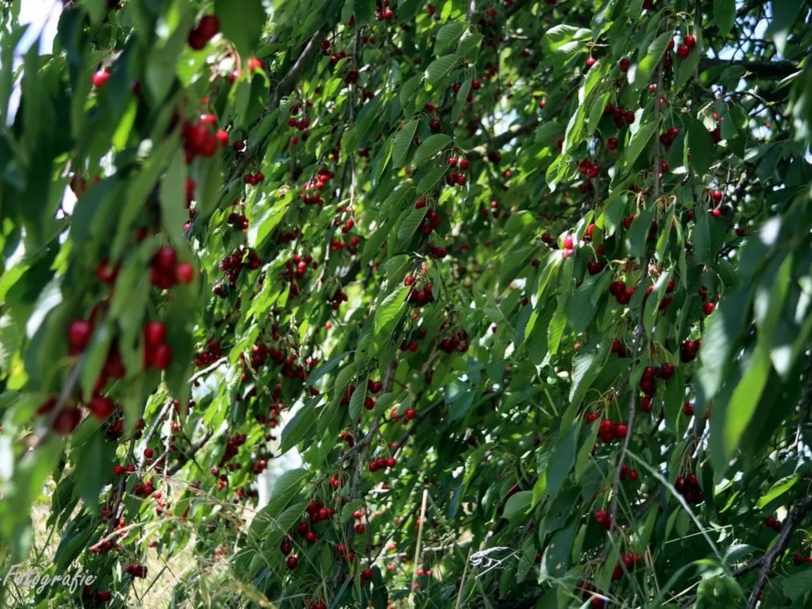 Gemütliches Appartement in Betschdorf-Outside