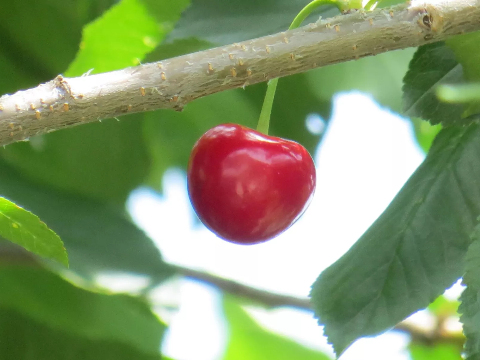 Hungarium am Platte-Dehors