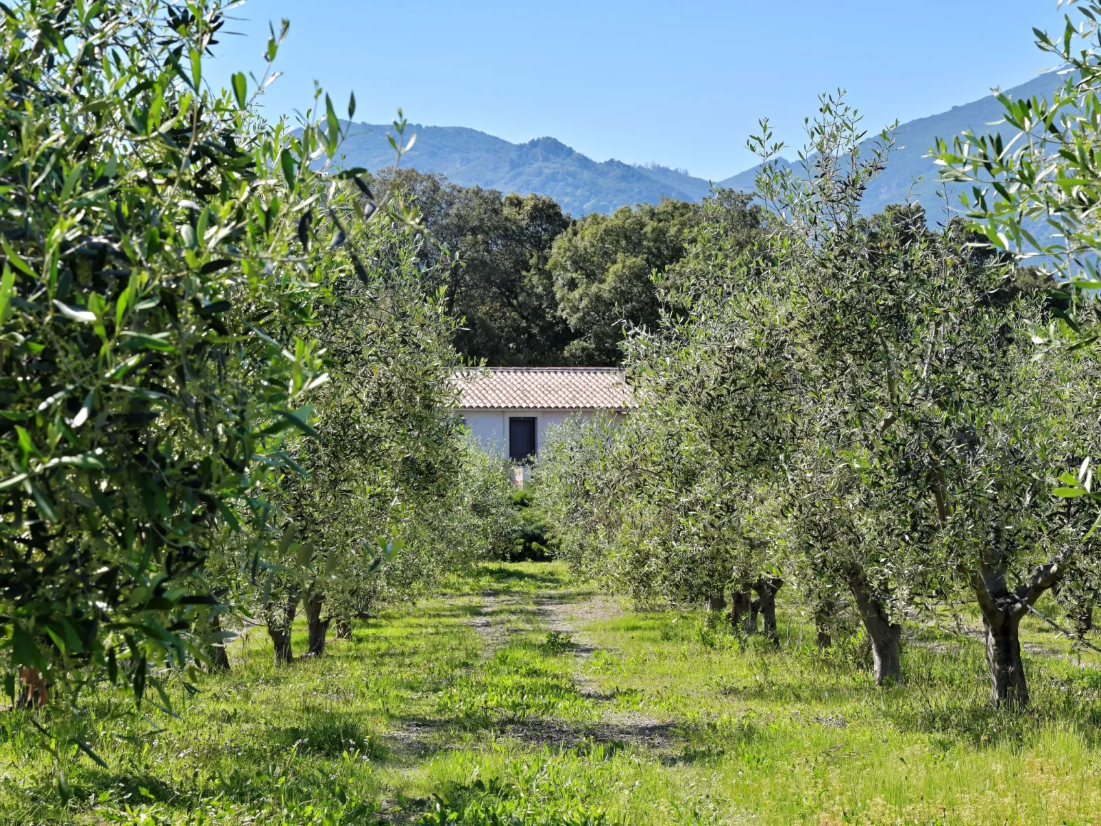 Weingut Punta della Guardia Ruhig und beschaulich-Image-tags.info