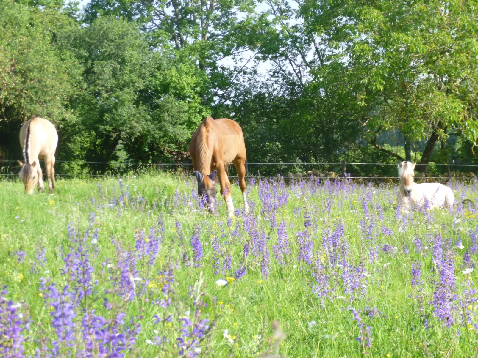 Komfort, Ruhe, privater Pool, EV-Ladestation-Dehors