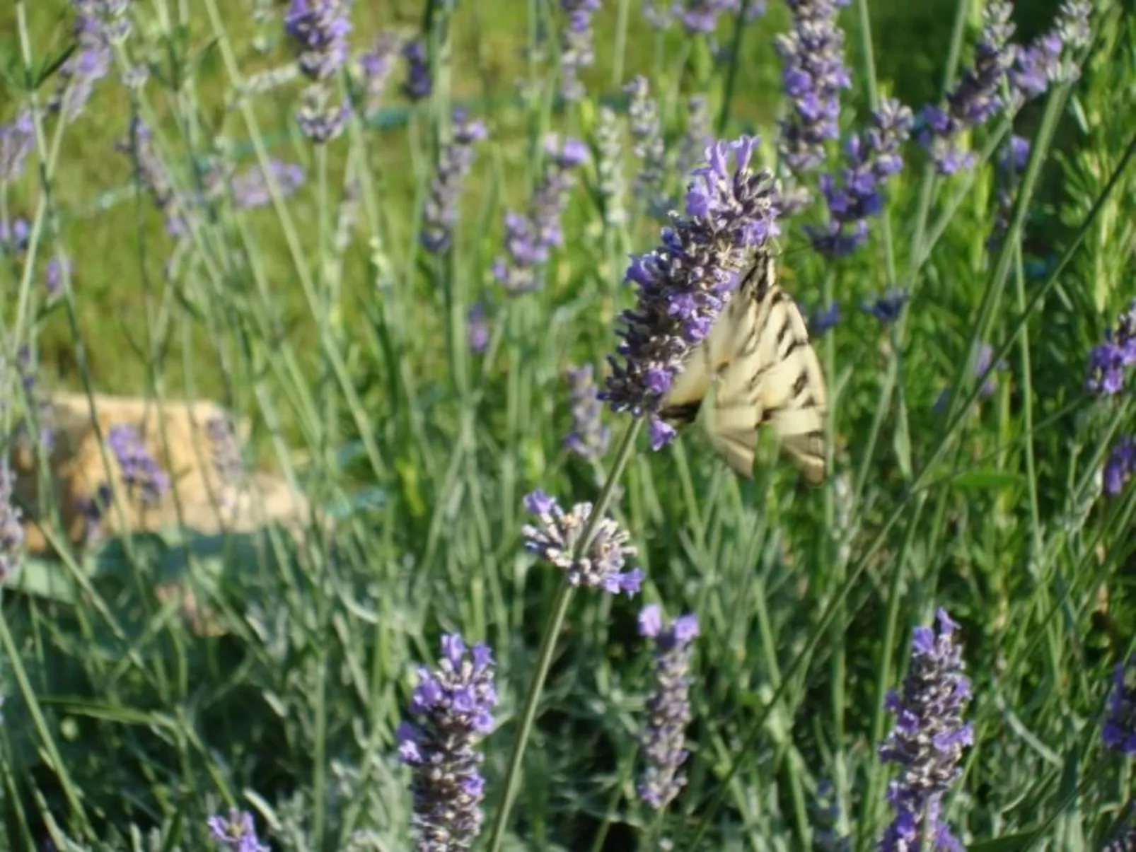 Die Scheune von Penelope-Outside