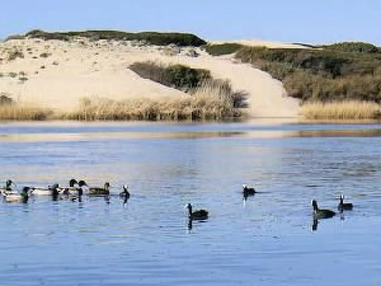 Sa Fiorida Alice-Image-tags.info