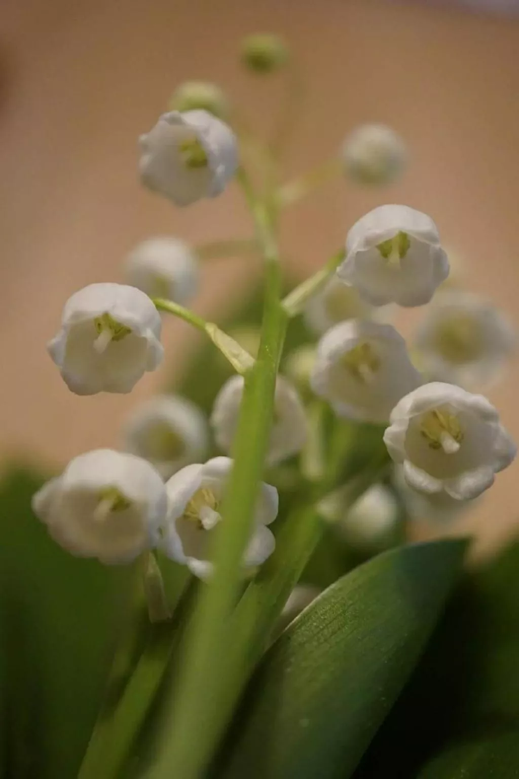 Bühlengasse 6-Dedans