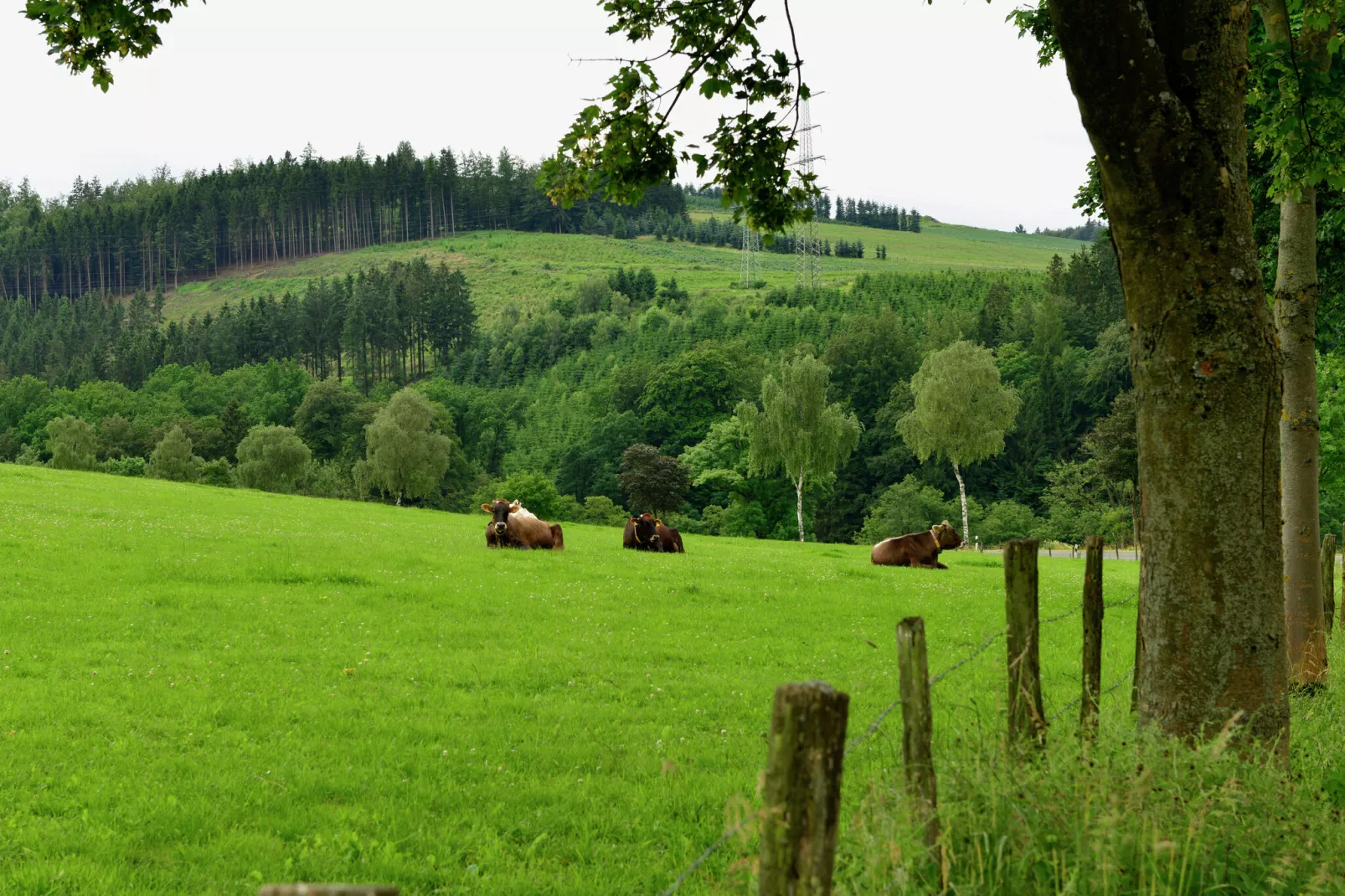 Elpetal-Areas summer 1km