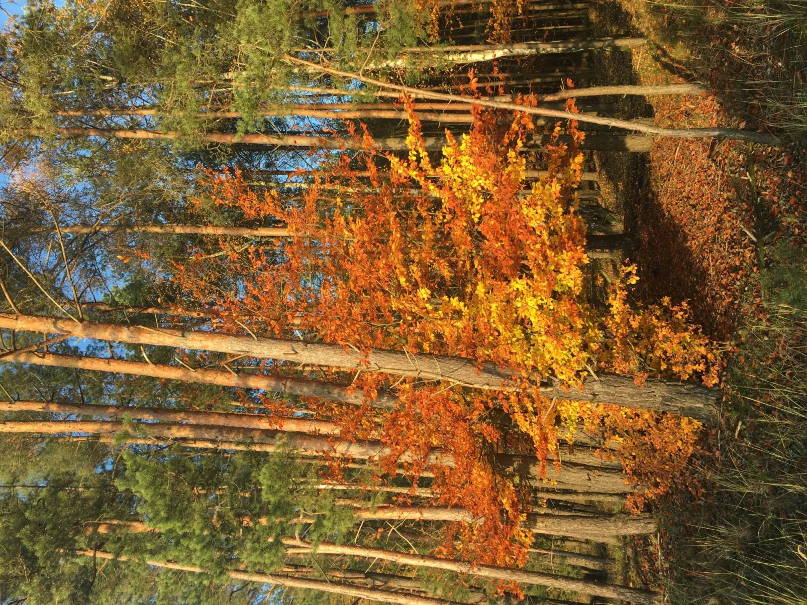 Spitzwegerich-Dehors