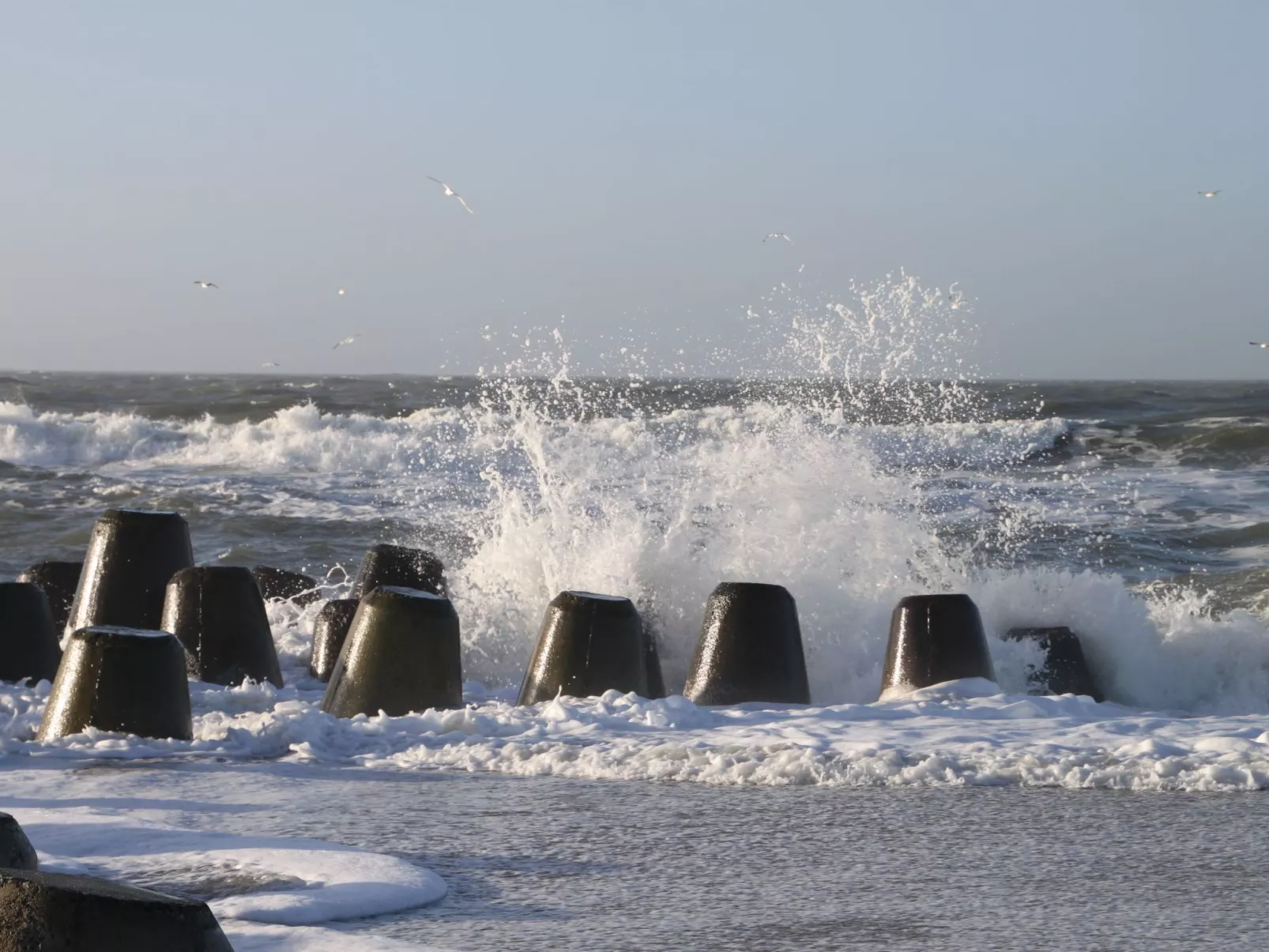 Strandfloh in Hörnum-Draußen