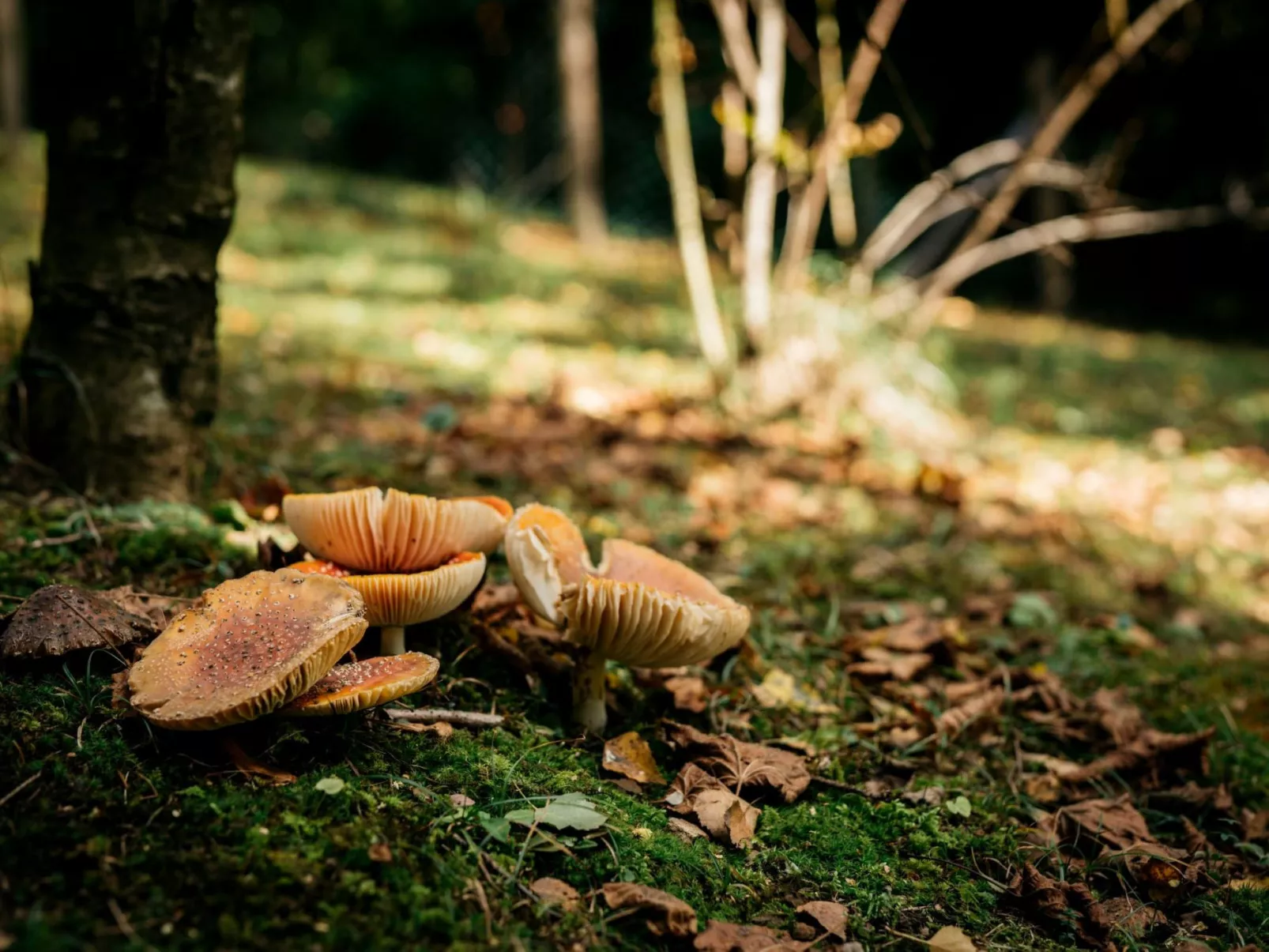 IDEAL FÜR FAMILIEN, PAARE UND NATURLIEBHABER-Outside