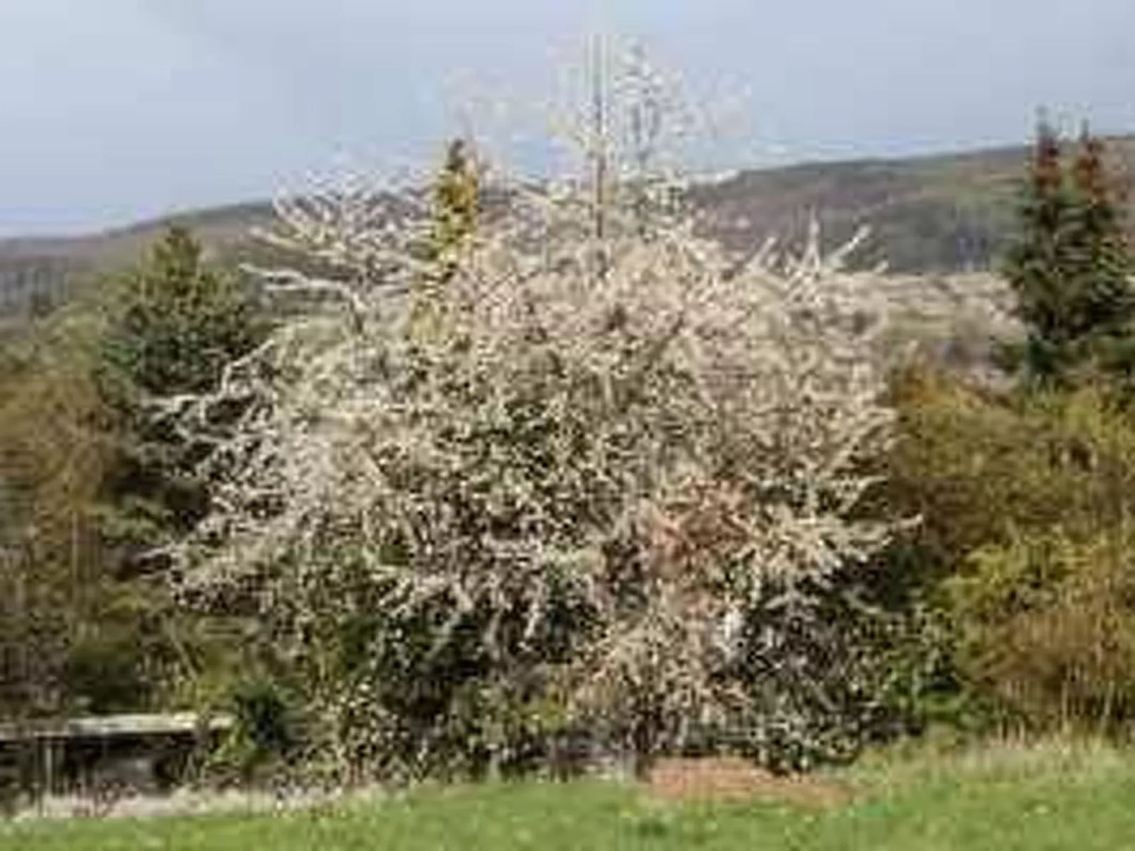 Antonia-Image-tags.info