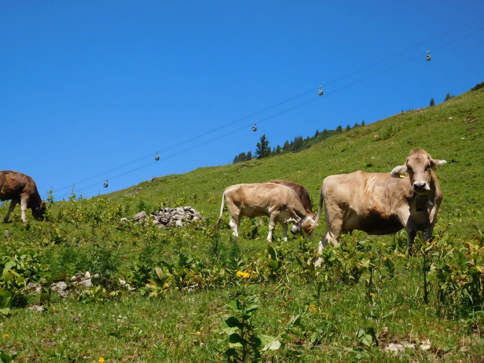 Luxuswohnung, Pistenblick, Nähe Skilift, Mittelberg-Outside