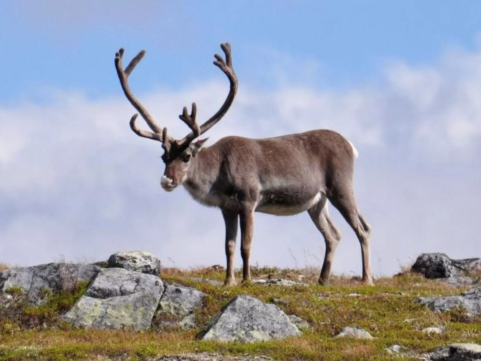 Charmantes Blockhaus, Sauna und Kamin-Outside