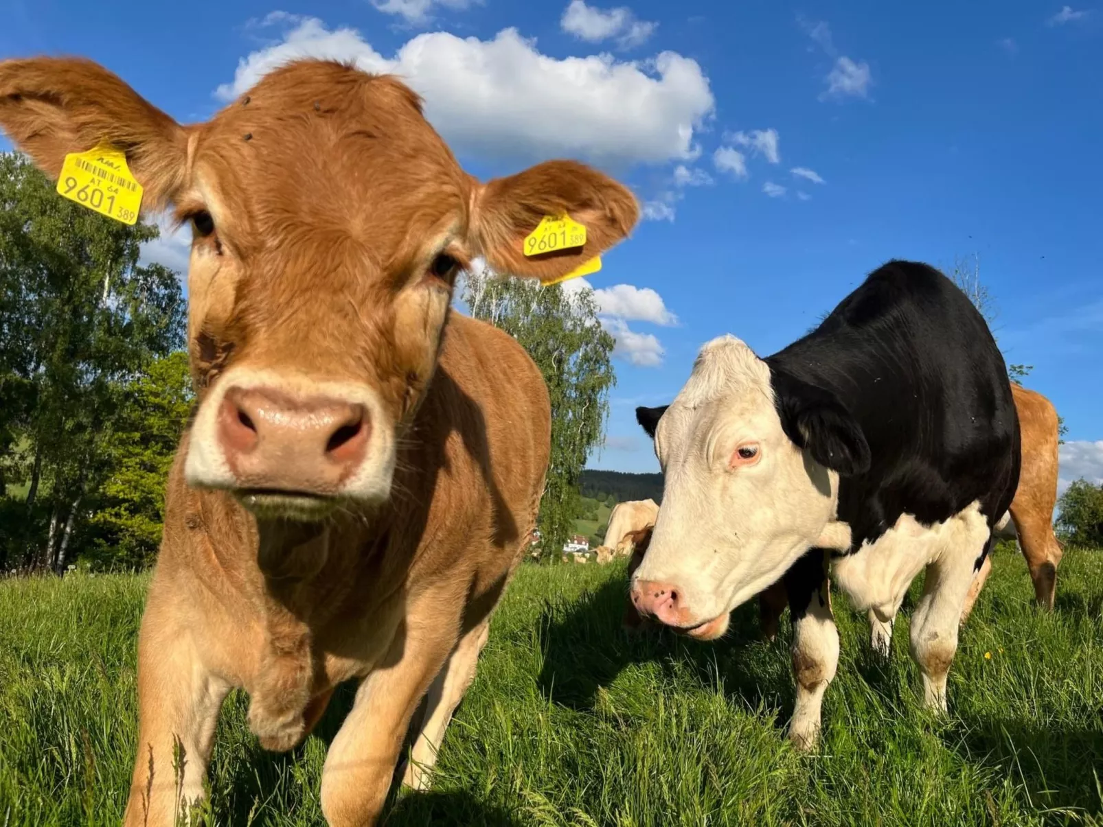 Wandlhof Ferienwohng-Outside