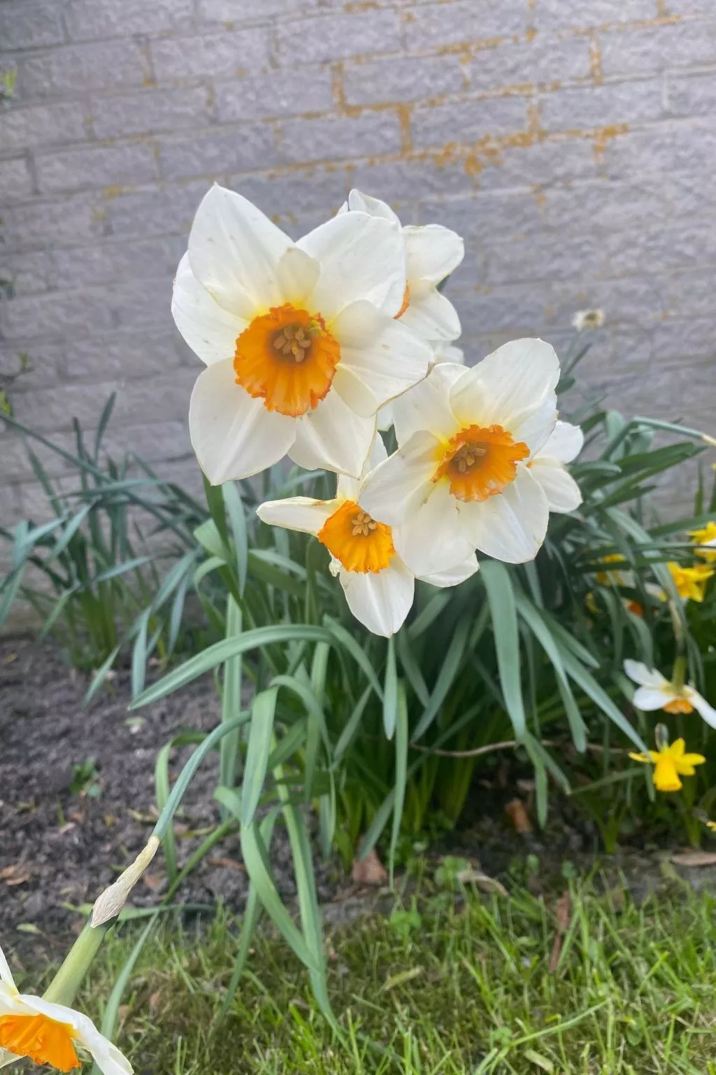 Mit gepflegtem Garten in Julianadorp-Dehors