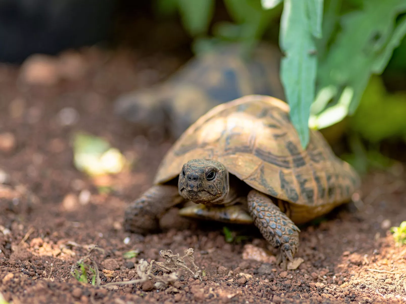 Ferienvilla "Laurus" mit Blick auf das Wasser-Outside